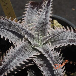 Dyckia HU-5 x Red Lotus
