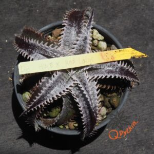Dyckia HU-5 x Red Lotus