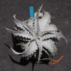 Dyckia ML Super Wide Leaf F1