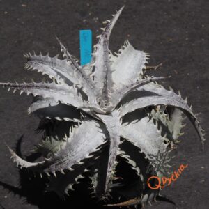 Dyckia ML Super Wide Leaf F1