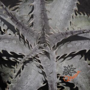 Dyckia ML Super Wide Leaf F1