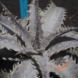 Dyckia ML Super Wide Leaf F1