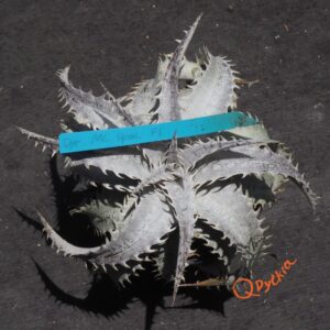 Dyckia ML Super Wide Leaf F1