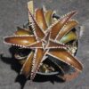 Dyckia Wasabi x Marathon