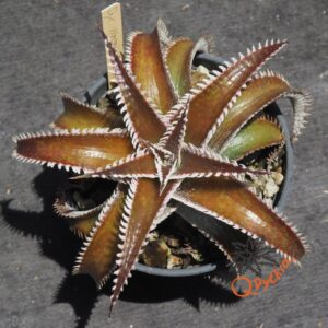 Dyckia Wasabi x Marathon