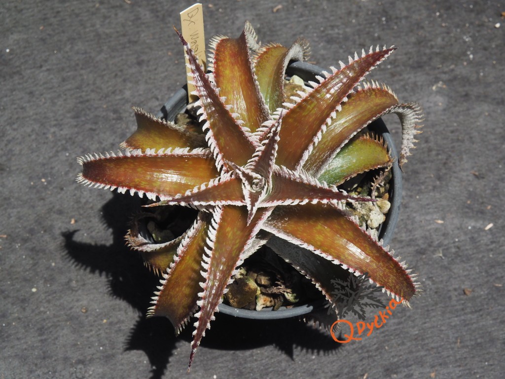 Dyckia Wasabi x Marathon