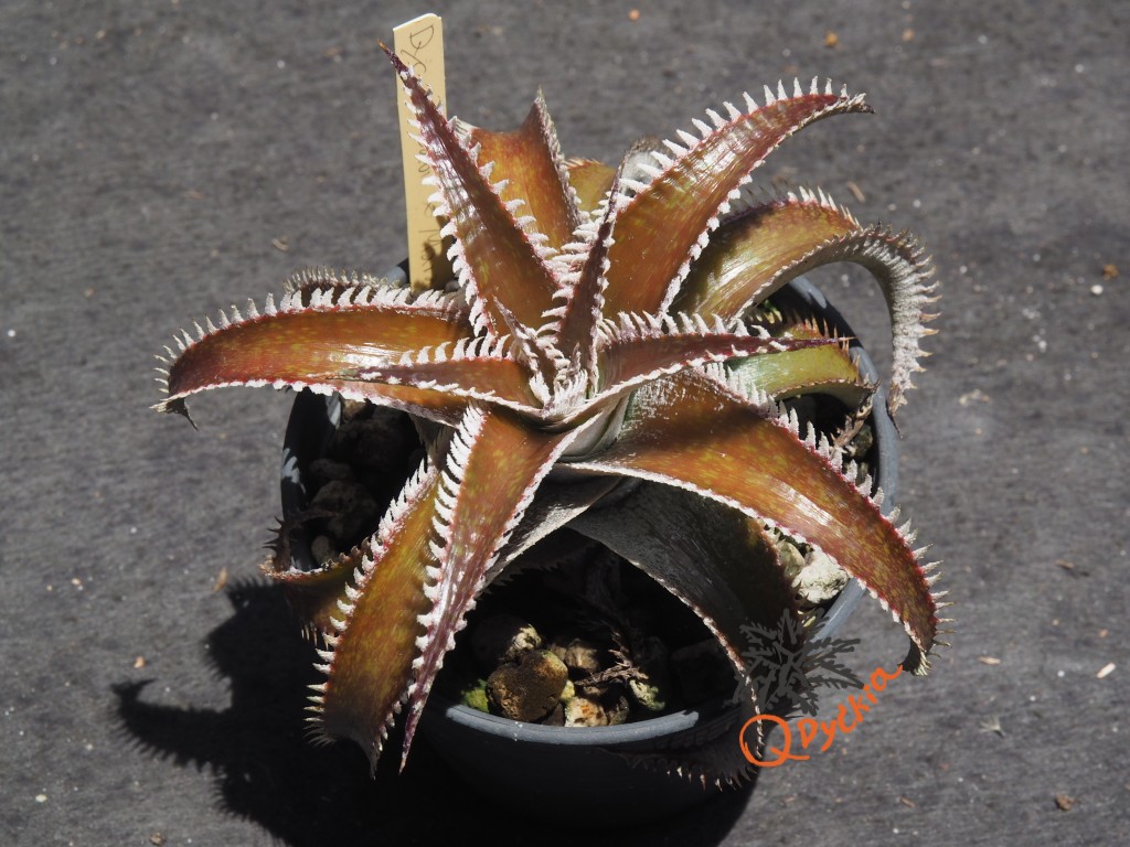 Dyckia Wasabi x Marathon