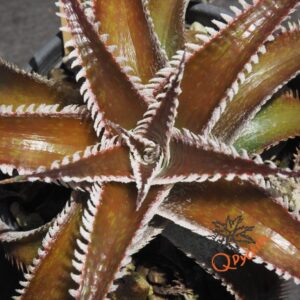 Dyckia Wasabi x Marathon