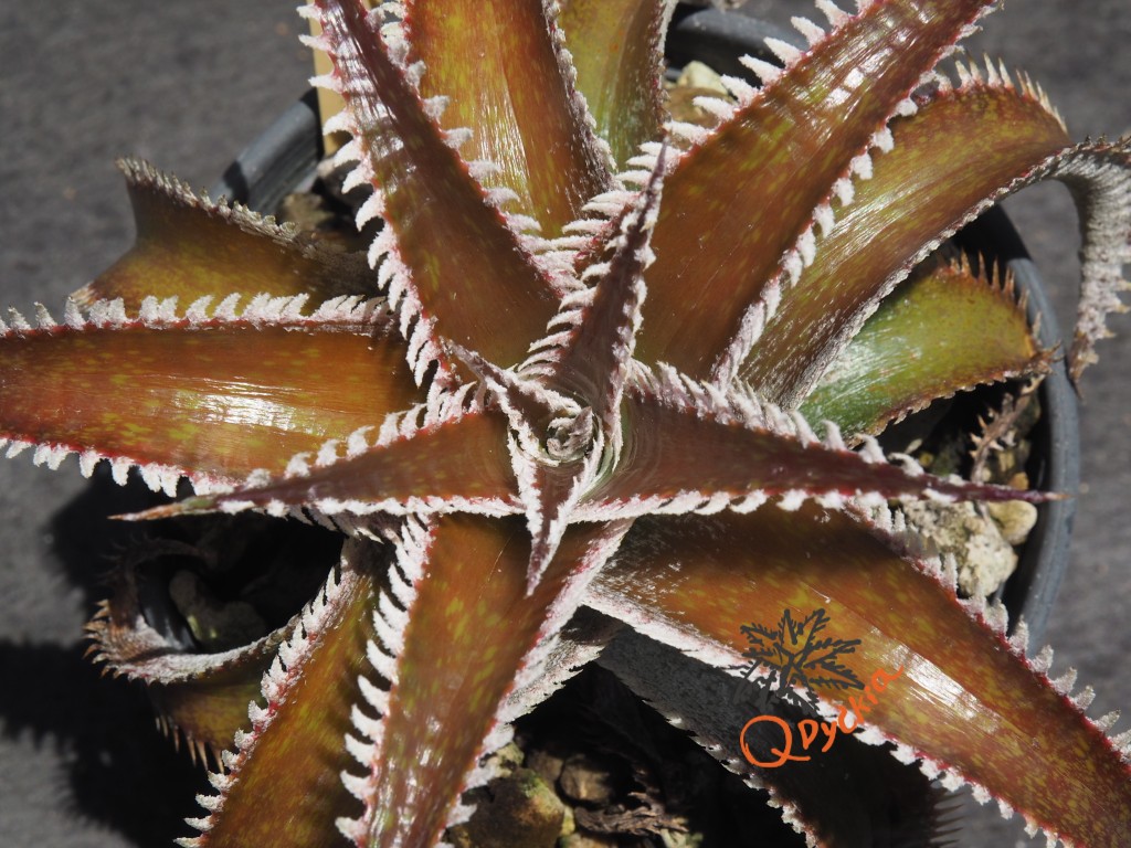 Dyckia Wasabi x Marathon