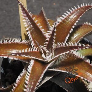 Dyckia Wasabi x Marathon