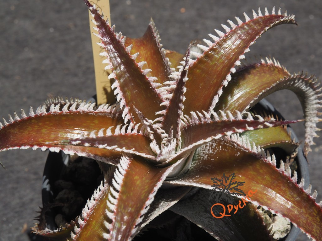 Dyckia Wasabi x Marathon