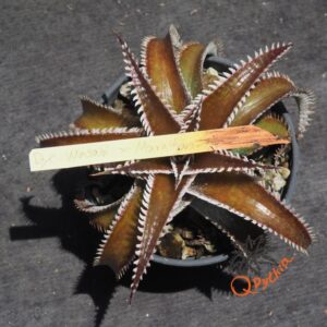 Dyckia Wasabi x Marathon