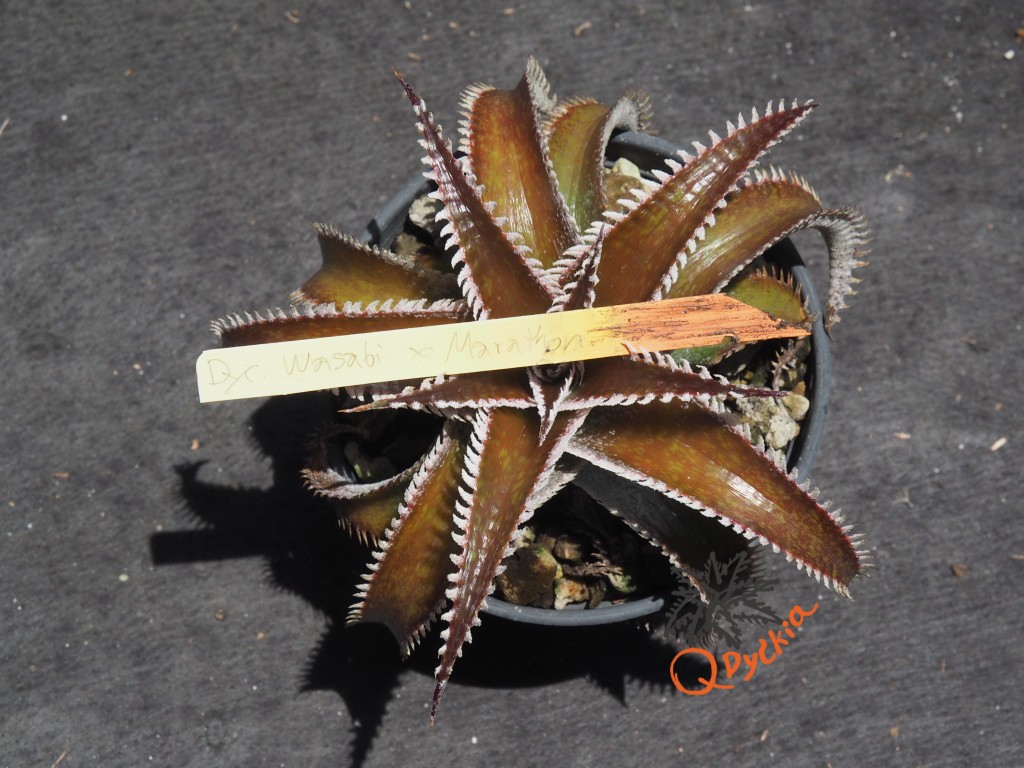 Dyckia Wasabi x Marathon