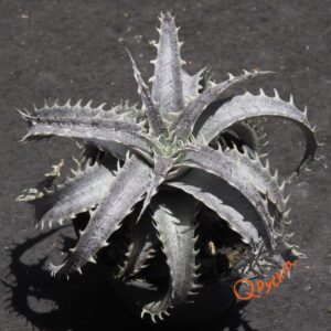 Dyckia Gray Ops x Brittle Star F3 D033