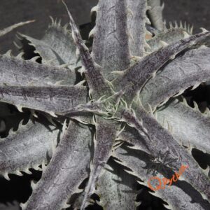 Dyckia Gray Ops x Brittle Star F3 D033
