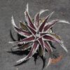Dyckia Tarzan x Heaven and Hell