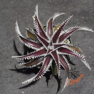 Dyckia Tarzan x Heaven and Hell