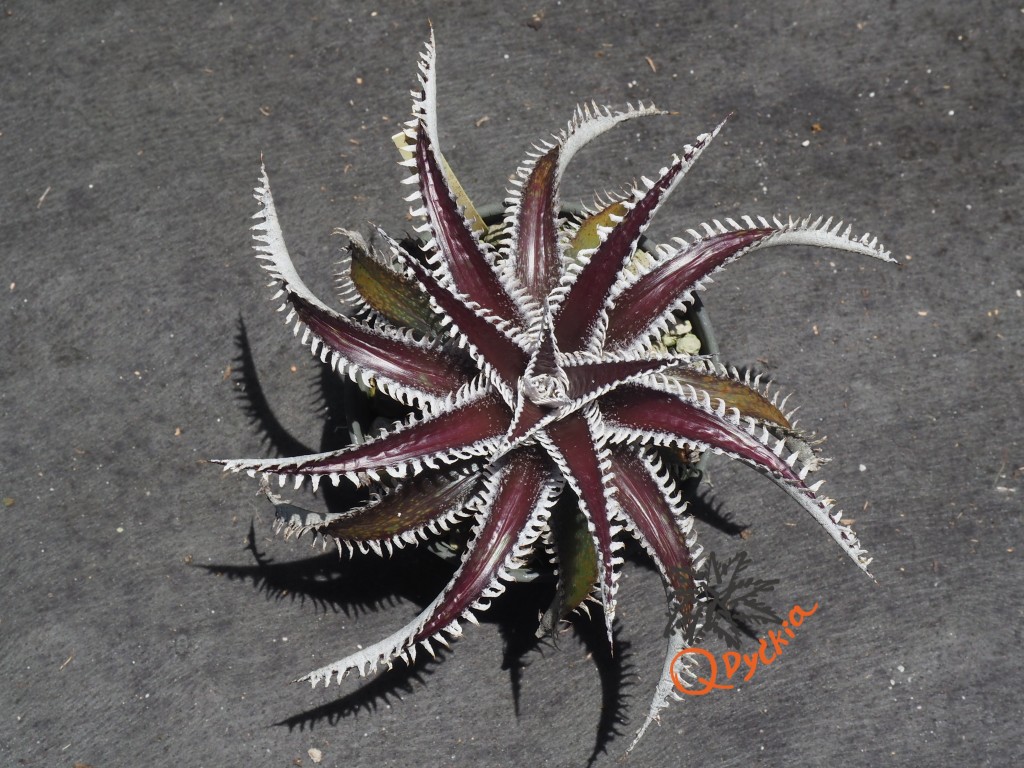 Dyckia Tarzan x Heaven and Hell