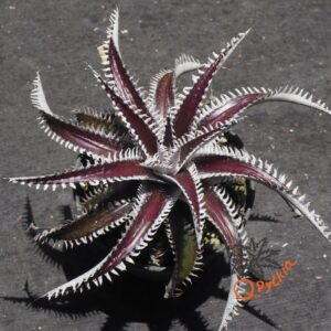 Dyckia Tarzan x Heaven and Hell