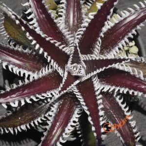 Dyckia Tarzan x Heaven and Hell