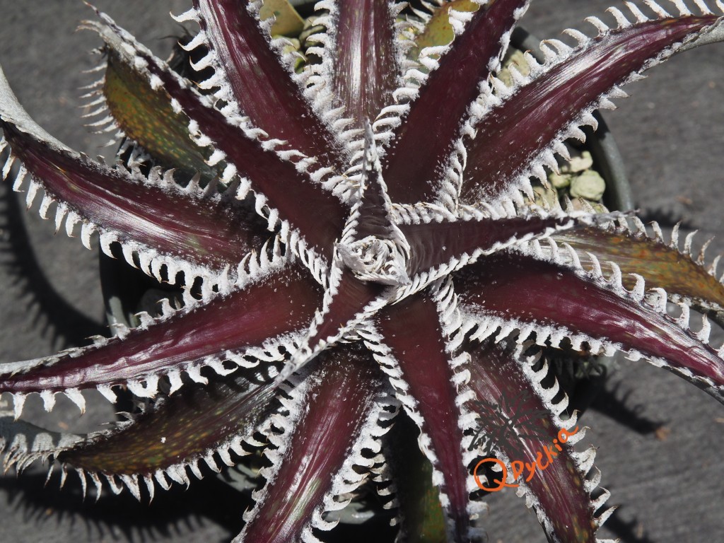 Dyckia Tarzan x Heaven and Hell