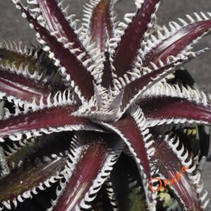 Dyckia Tarzan x Heaven and Hell