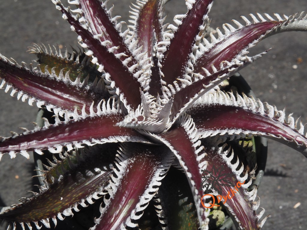 Dyckia Tarzan x Heaven and Hell