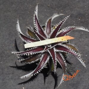 Dyckia Tarzan x Heaven and Hell