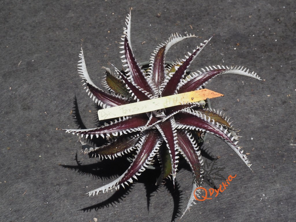 Dyckia Tarzan x Heaven and Hell – Qdyckia Shop