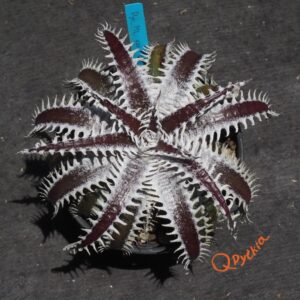 Dyckia Bangkok Star – Qdyckia Shop