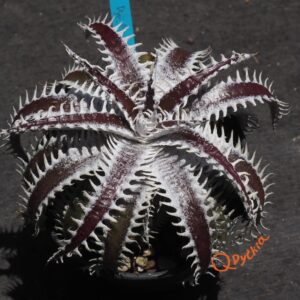 Dyckia ML var. estevesii Bill Baker x Bangkok Star