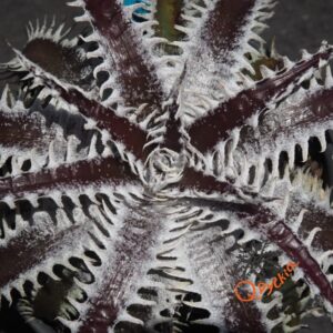 Dyckia ML var. estevesii Bill Baker x Bangkok Star