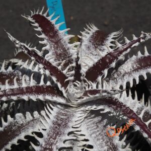 Dyckia ML var. estevesii Bill Baker x Bangkok Star