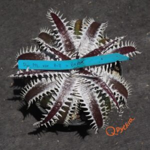 Dyckia ML var. estevesii Bill Baker x Bangkok Star