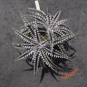 Dyckia Heaven and Hell x Hybrid Tarzan #Q-02