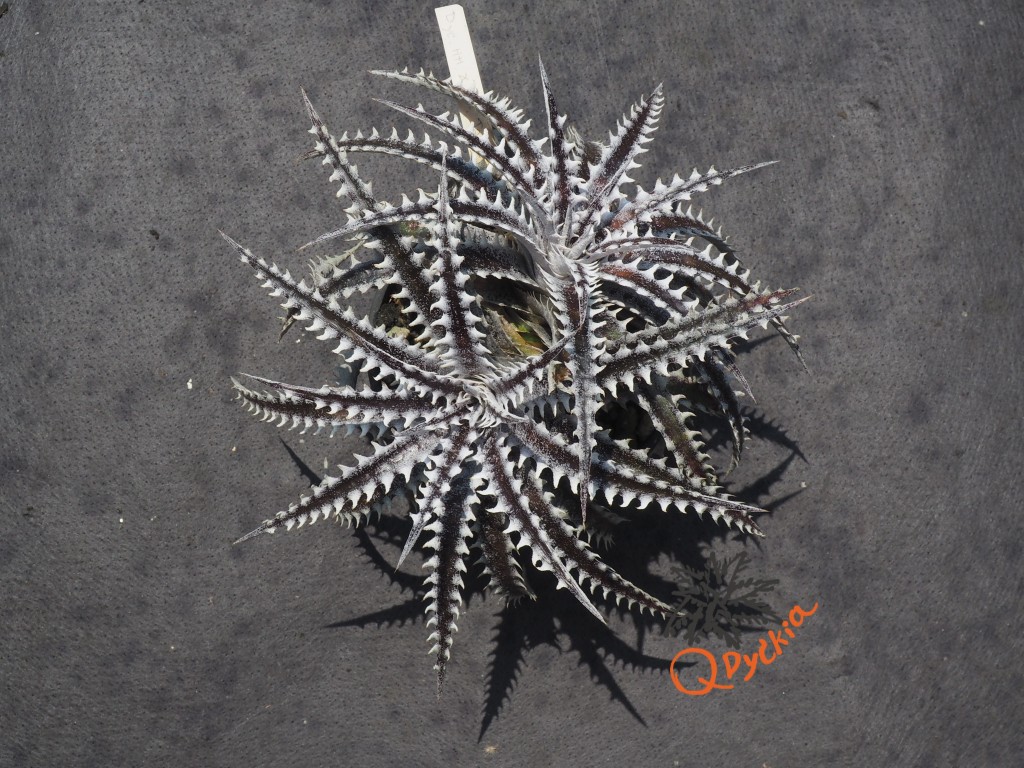 Dyckia Heaven and Hell x Hybrid Tarzan #Q-02