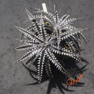 Dyckia Heaven and Hell x Hybrid Tarzan #Q-02