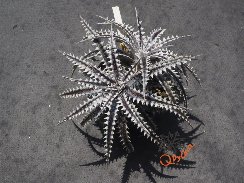 Dyckia Heaven and Hell x Hybrid Tarzan #Q-02