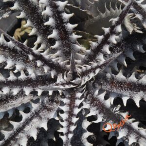 Dyckia Heaven and Hell x Hybrid Tarzan #Q-02