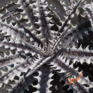 Dyckia Heaven and Hell x Hybrid Tarzan #Q-02