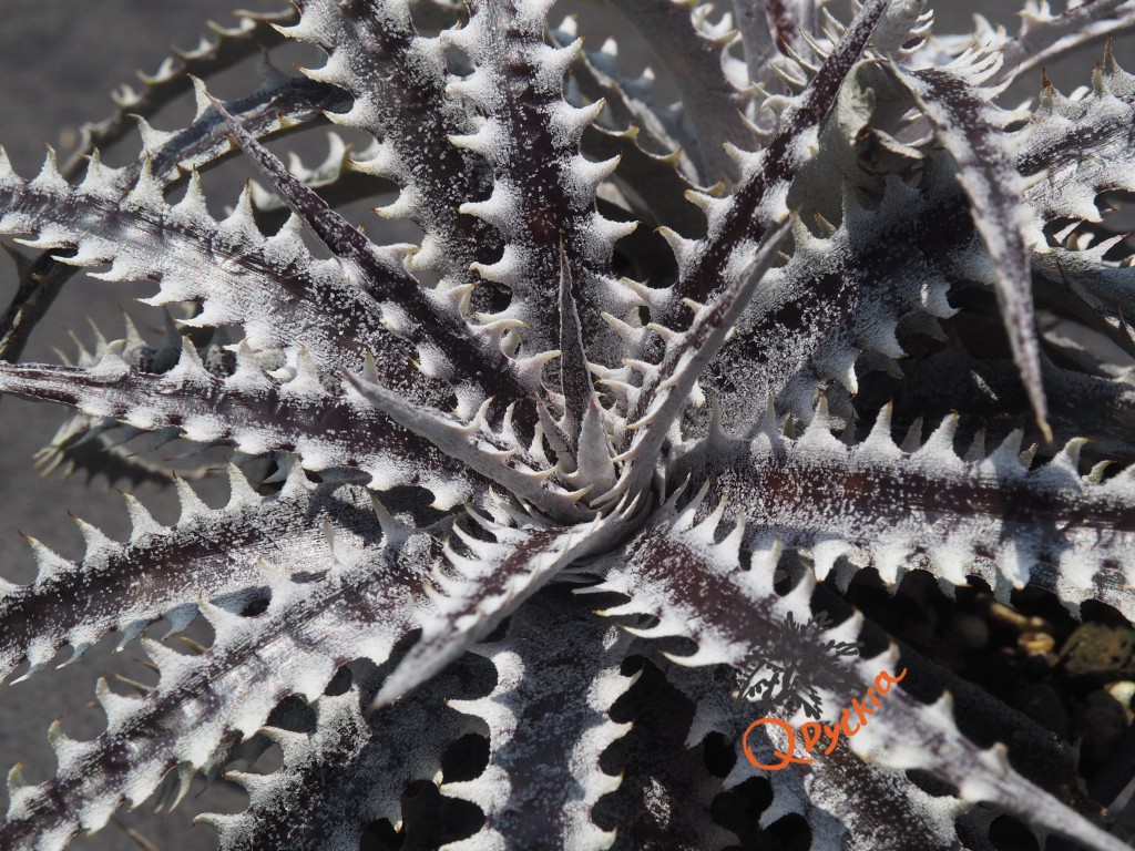 Dyckia Heaven and Hell x Hybrid Tarzan #Q-02