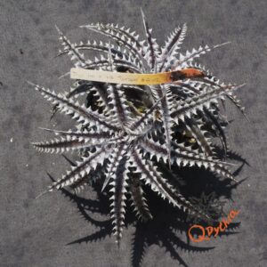 Dyckia Heaven and Hell x Hybrid Tarzan #Q-02