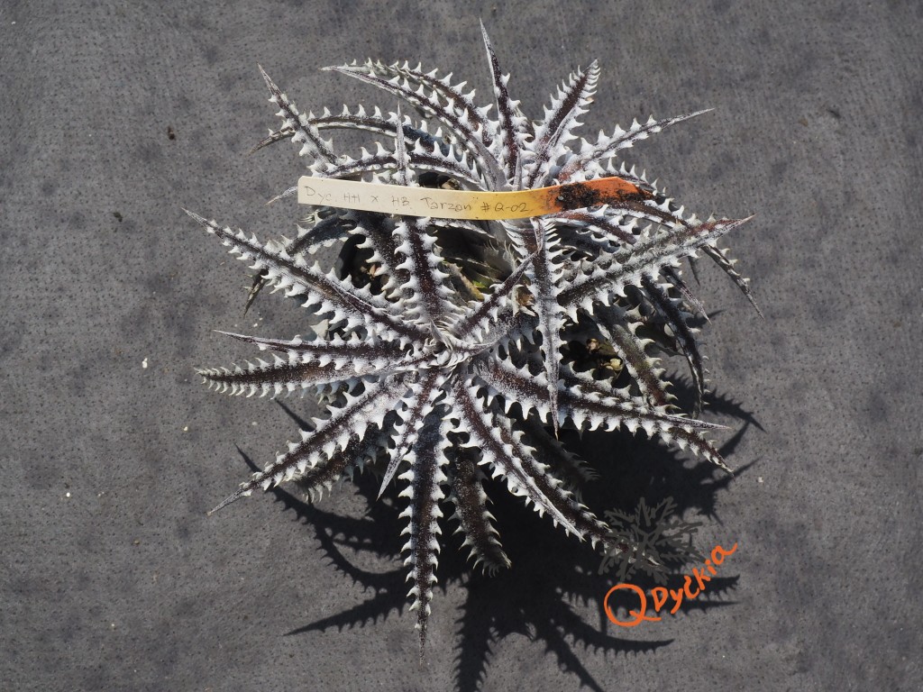 Dyckia Heaven and Hell x Hybrid Tarzan #Q-02