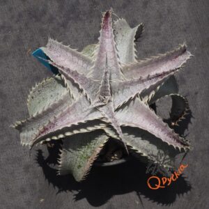 Dyckia T-REX x ML Super Wide Leaf