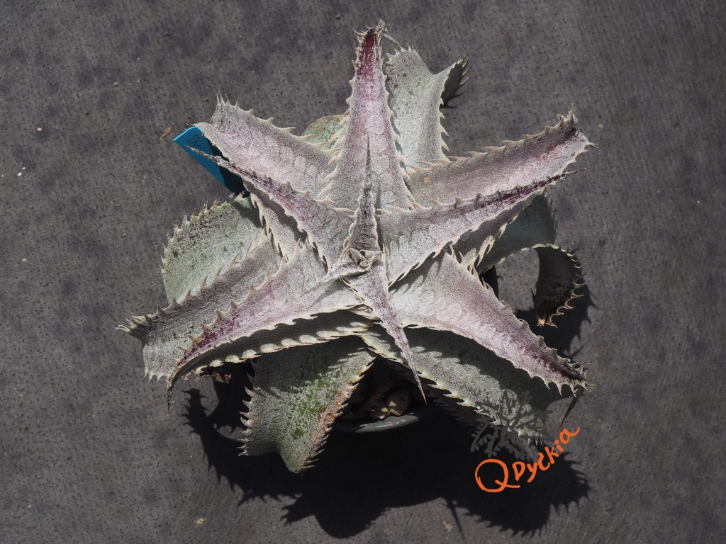 Dyckia T-REX x ML Super Wide Leaf