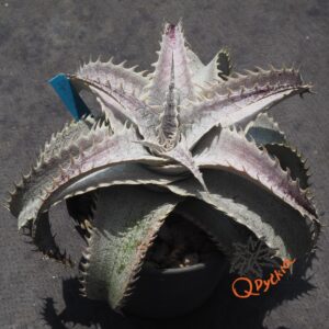 Dyckia T-REX x ML Super Wide Leaf