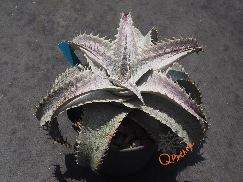 Dyckia T-REX x ML Super Wide Leaf