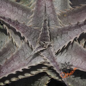 Dyckia T-REX x ML Super Wide Leaf