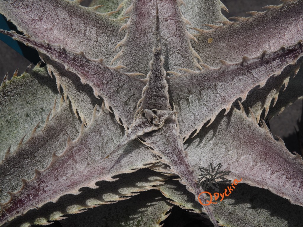 Dyckia T-REX x ML Super Wide Leaf