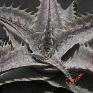 Dyckia T-REX x ML Super Wide Leaf